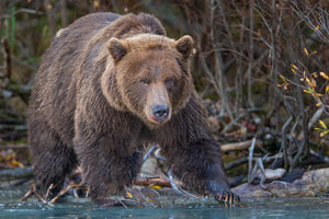 Powerful Grizzly Bear Art by Rob's Wildlife