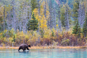 Alaska Grizzly Bear in fall colors, Alaska landscape