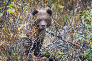 Grizzly Bear Cub in woods