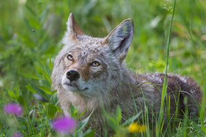 Coyote staring at bee, mesmerized, wildlife photography