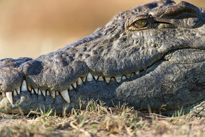 Crocodile Closeup, Wildlife Photography by Rob's Wildlife