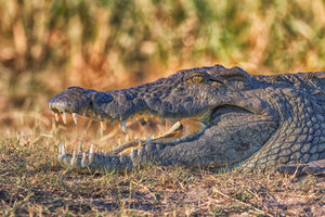 Crocodile closeup, crocodile photography print by Rob's Wildlife