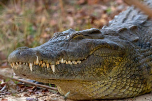Crocodile Art, Crocodile Photography by Rob's Wildlife