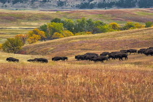 * Custer State Park Buffalo Roundup 092917-4962