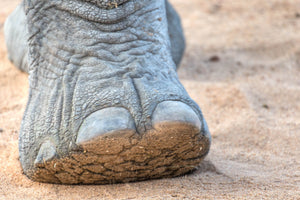 Closeup elephant foot - Africa photography art