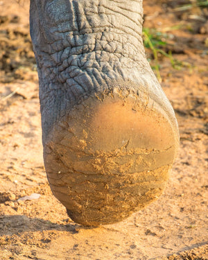 Dusty elephant foot by Rob's Wildlife