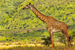 Giraffe Full Body Print, Africa Safari, Giraffe Photography Print by Rob's Wildlife