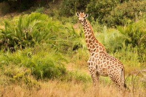 Africa wildlife, safari, Giraffe photography print by Rob's Wildlife