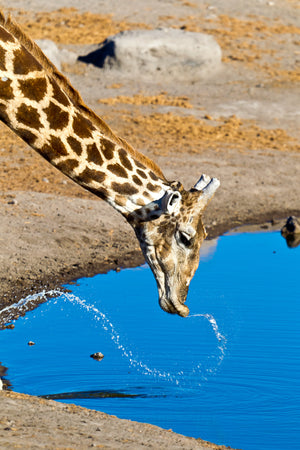 Giraffe at water hole, Giraffe fine art, Africa animal art