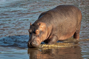 Hippopotamus 021516-2178