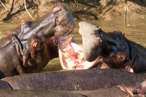 Fighting Hippopotamus, Hippo with Open Mouth Photography Print by Rob's Wildlife