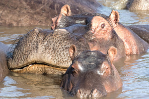 Mom and baby hippo, hippopotamus, africa art