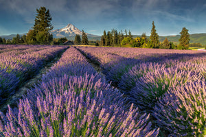 Lavender Fields, Field of Flowers, Tranquil Landscape Photography by Rob's Wildlife