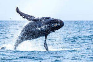 * Humpback Whales 091216-4931