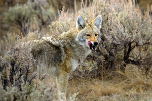 Coyote licking lips, coyote tongue out by Rob's Wildlife
