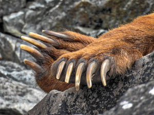 Bear paw closeup, bear claw nails, bear feet, Rob's Wildlife