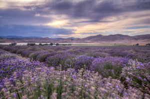 Purple lavender fields - Purple landscape art by Rob's Wildlife