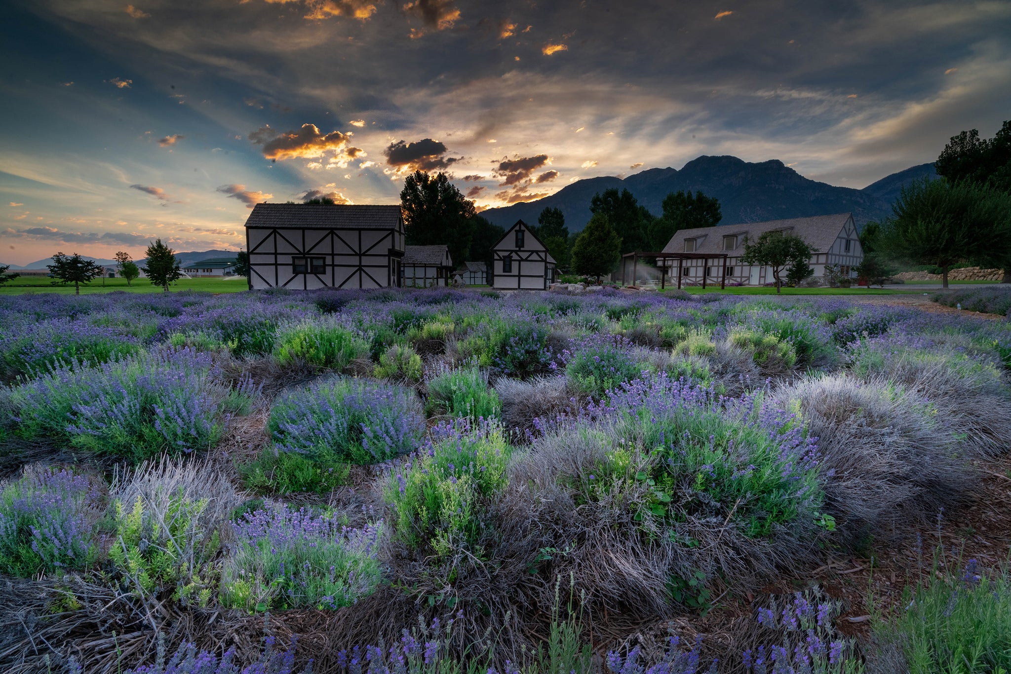 lavender plant utah LAVENDER FIELDS SUNRISE, Landscape Photography by Rob's Wildlife