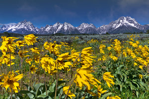 Sunflower field in front of Mountains