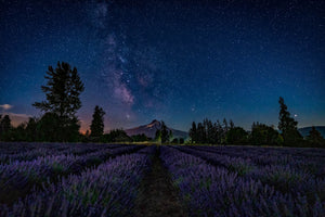 Milky Way, Lavender Fields Landscape Photography by Rob's Wildlife