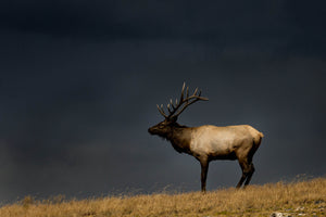 Bull Elk on ridgeline - Elk Photography Art