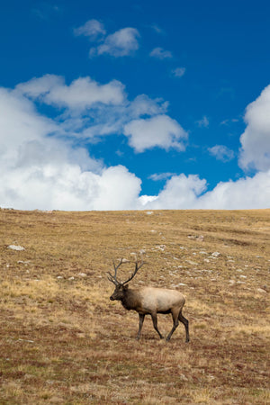Bull Elk on Hill, Wildlife Photography by Rob's Wildlife
