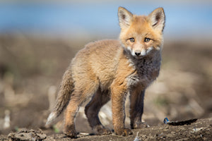 Baby Fox, Fox Kit by Rob's Wildlife