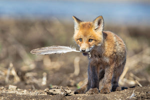Kit Fox, Baby Fox with Feather, Cute Baby Animal Art