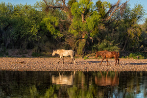 Two horses near river - Wildlife water reflection art