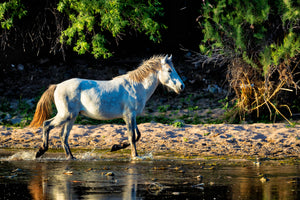Wild Stallion, White Horse Photography Print