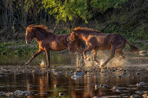 Wild stallions chase eachother at sunrise on the river