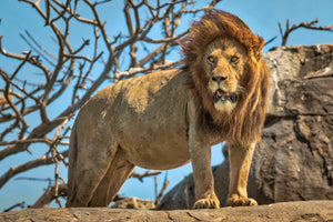 King of the Jungle - Iconic lion fine art by Rob's Wildlife