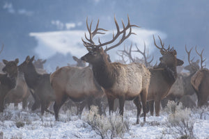 Large bull elk - Elk photography prints - Cool tone art
