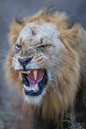 Angry Lion, Lion Photography Print by Rob's Wildlife