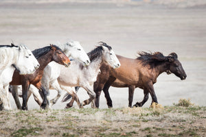 Leader of the pack, horse photography