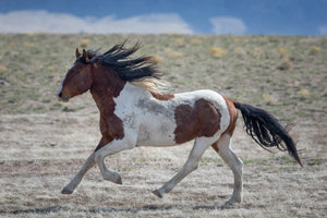Paint Horse, Galloping Horse, Brown and White Horse by Rob's Wildlife