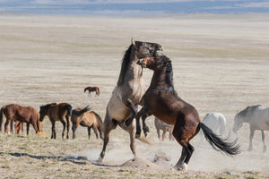 Sparring Horses, Wild Mustang Photography Print by Rob's Wildlife