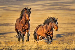 Two brown wild horses, wild mustangs, Robs Wildlife
