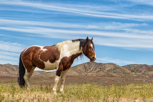 Brown and white paint horse - horse photography print