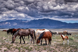 Wild Horses Grazing Photography Print by Rob's Wildlife