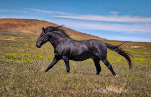 Black Stallion Running, Wild Horse Photography by Rob's Wildlife
