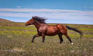Seal Brown Horse, Wild Stallion Photography Print by Rob's Wildlife