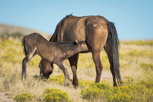 Newborn Foal nursing, Horse Photography by Rob's Wildlife
