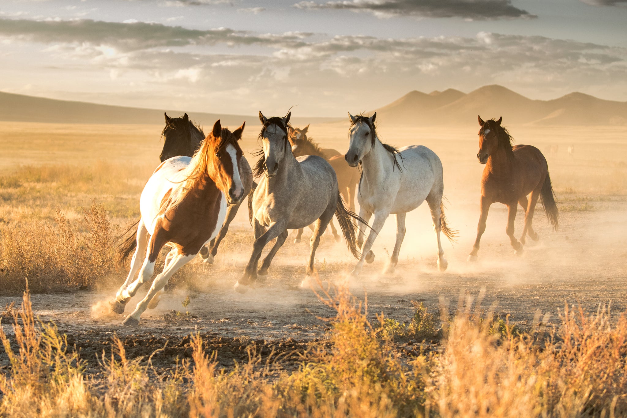 WINDY MANE Bay Stallion Brown Wild Horse Photography By Robs Wildlife windy-mane-bay-stallion-brown-wild-horse-photography-by-robs-wildlife