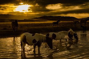 Dramatic Sunrise with Wild Horses, Wild Horse Photography Print by Rob's Wildlife