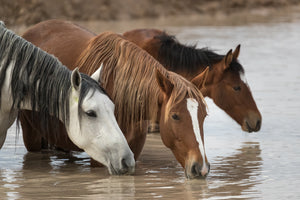 3 thirsty horses, horse closeup art