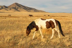 Brown and White Paint Horse Photography Print by Rob's Wildlife