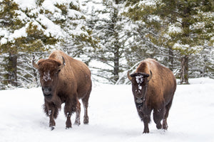 Two bison in snow, evergreen trees, wildlife photography by Rob's Wildlife