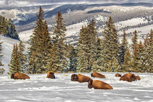 Bison in winter, Buffalo in deep snow, wildlife photography by Rob's Wildlife