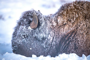 Bison side profile, buffalo closeup, buffalo in snow by Rob's Wildlife
